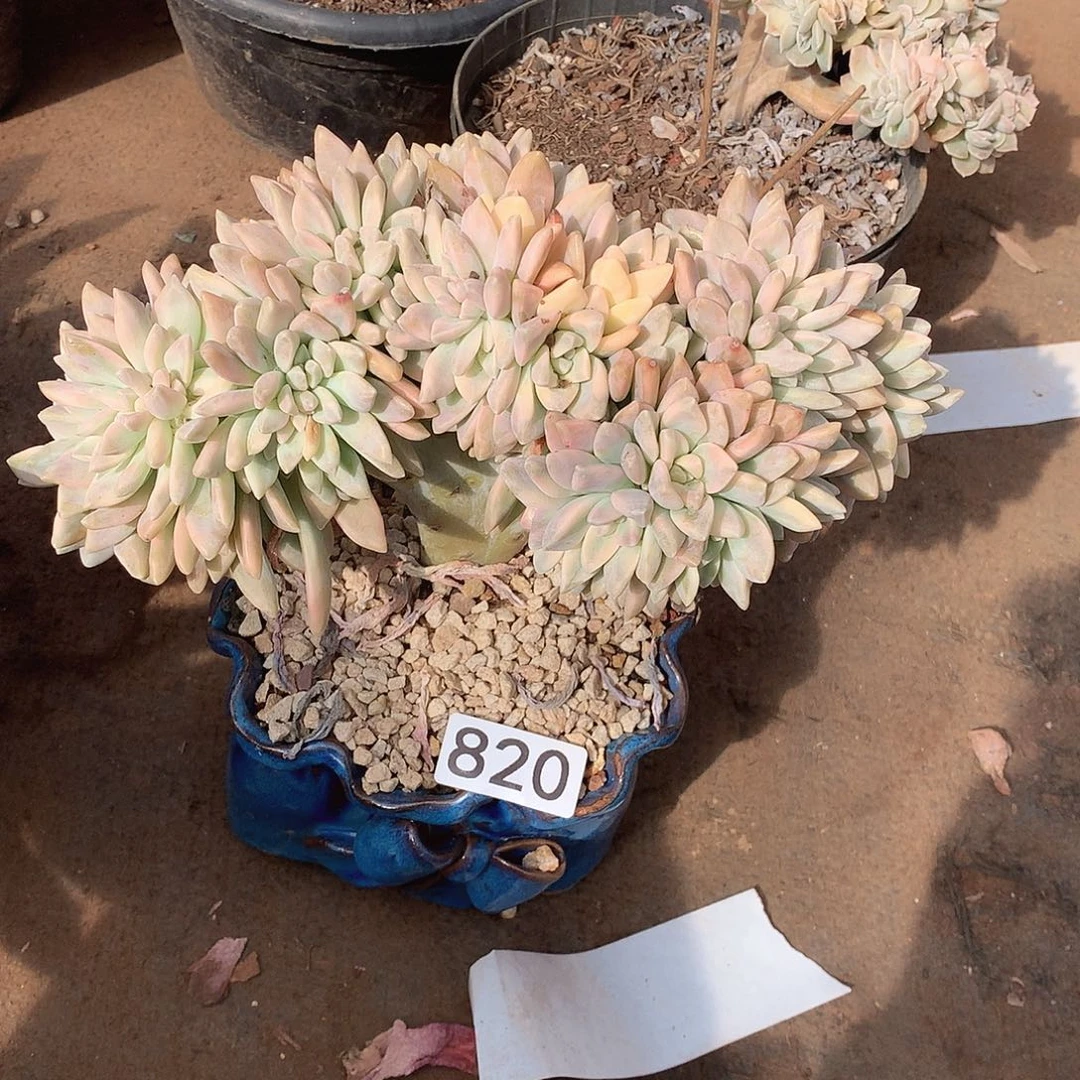 820淡雪锦缀一物一拍多肉