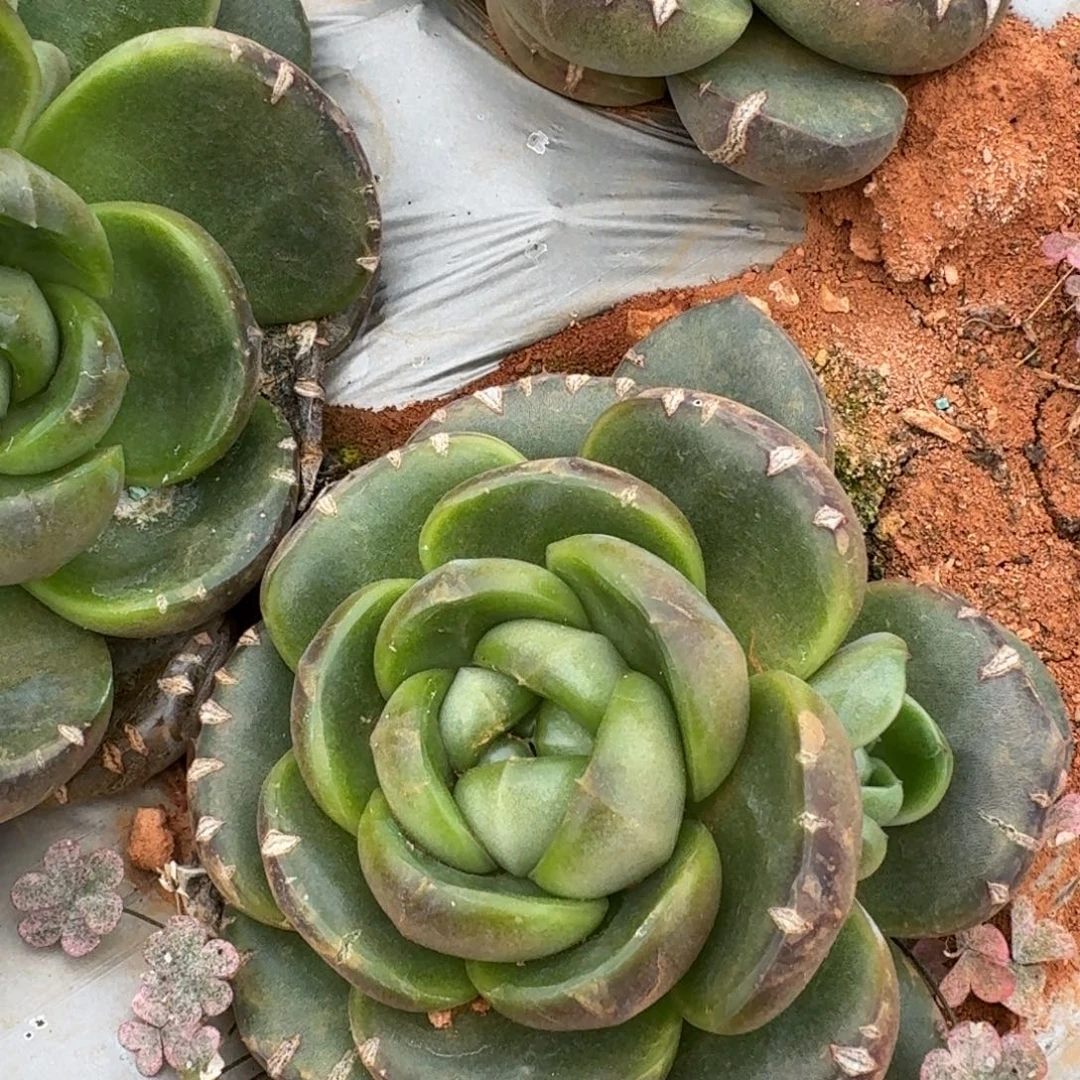 皮艾拉珍妮特殊种一颗量拍21-11