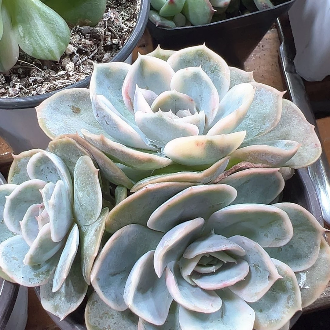 蓝色惊喜锦 小方花圃一物一拍