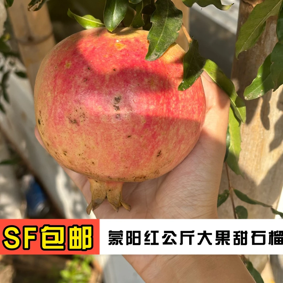 蒙阳红公斤大果甜石榴树苗，土球发货，南北方均可种植