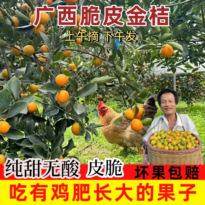 广西桂林脆皮二代金桔纯甜无酸应季新鲜水果融安滑皮小金桔橘子