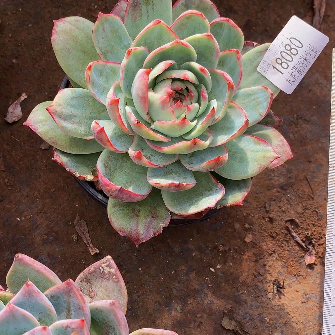 颂***！    惊鸿多肉18080