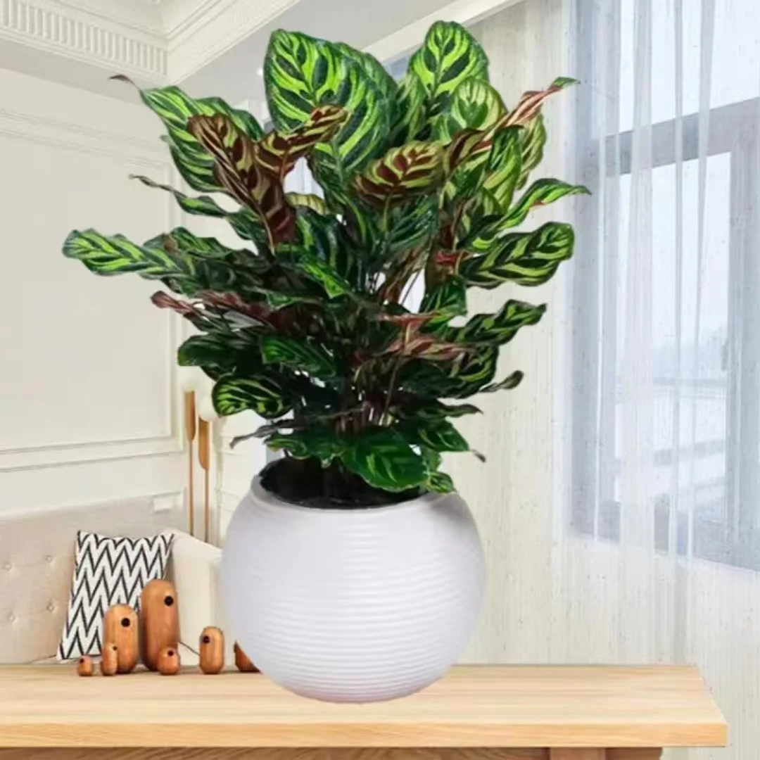 孔雀竹芋盆栽花卉绿植室内观叶植物四季常青办公室懒人小盆栽绿植