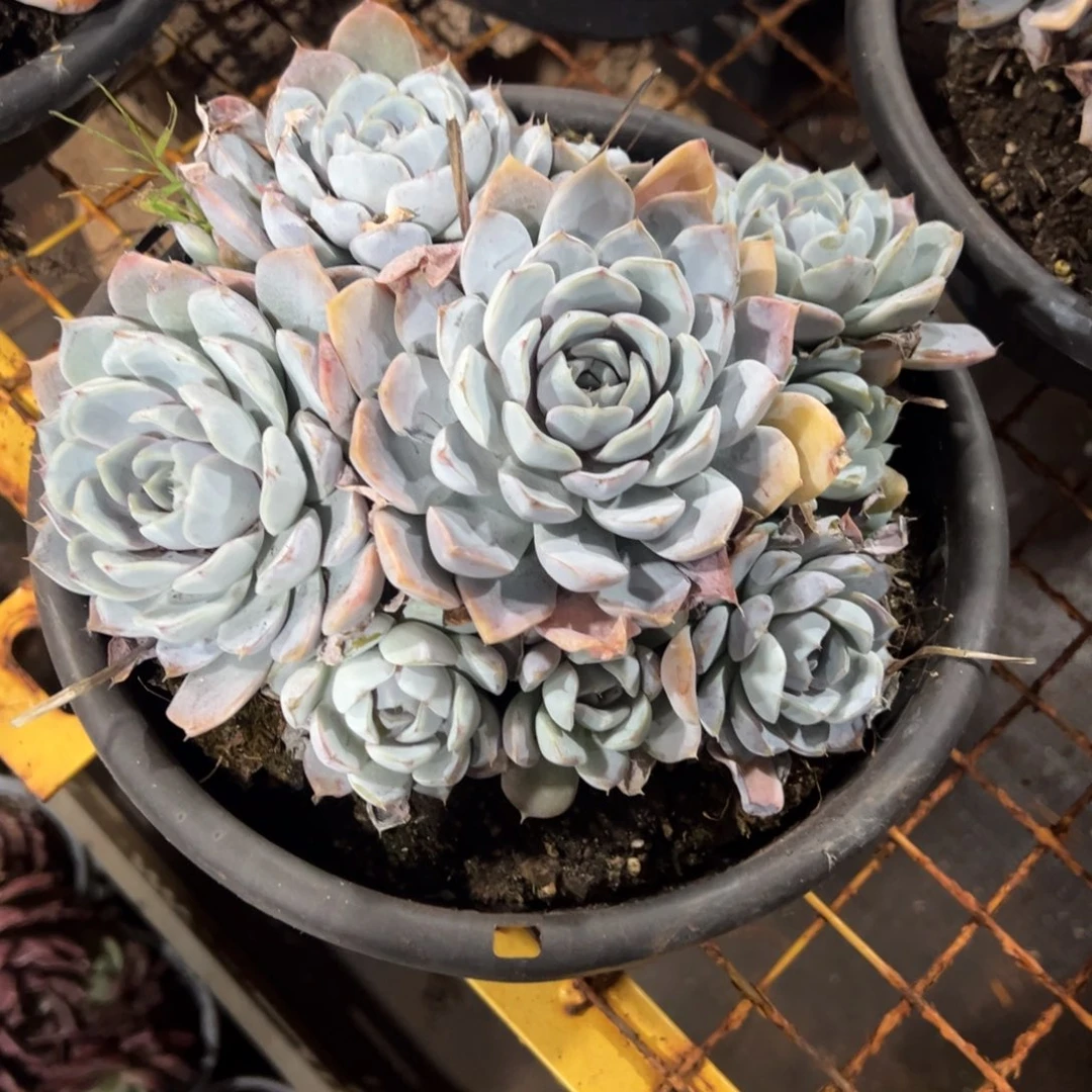 多肉植物血兔一个