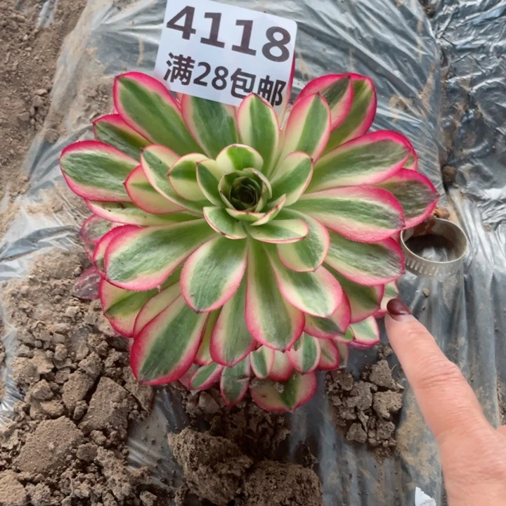 4118一号棚荔枝多肉J