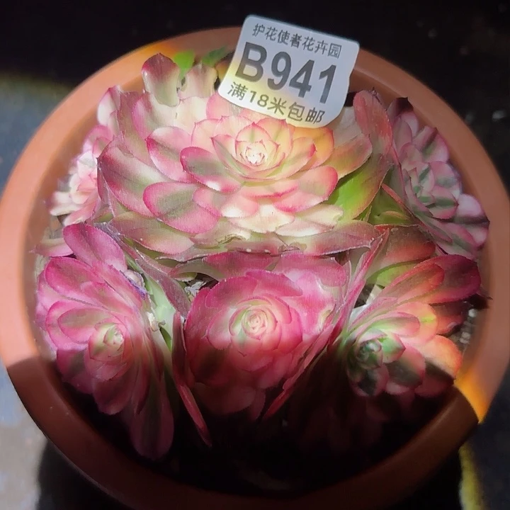 多肉法师荔枝多多