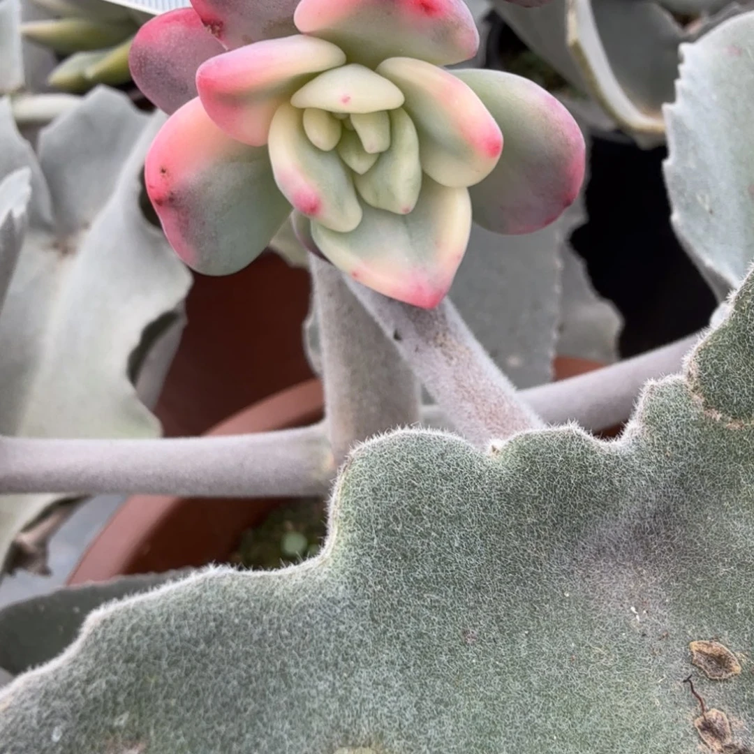 无名侧芽一颗 安吉园艺