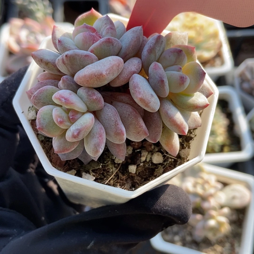 1815星影石化多肉植物