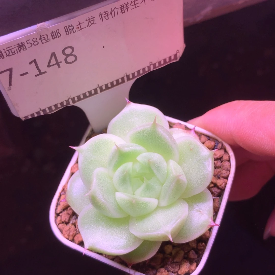 白底包子麦秆58包邮