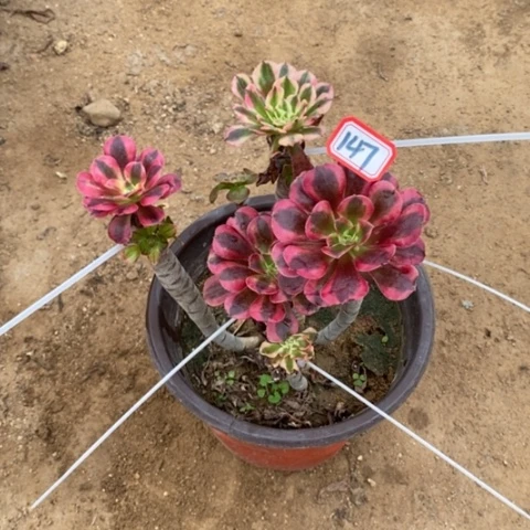 嫁接法师一物一拍