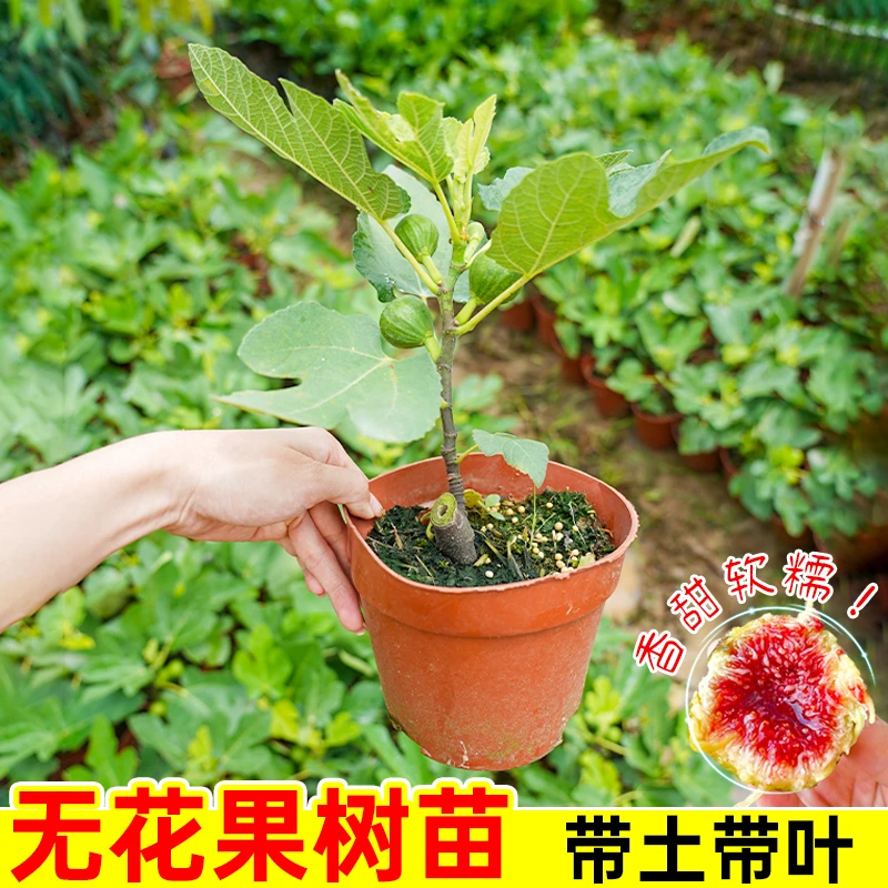 【精选】无花果树苗庭院南北方种植果波姬红格莱斯亚当波尔多无花果