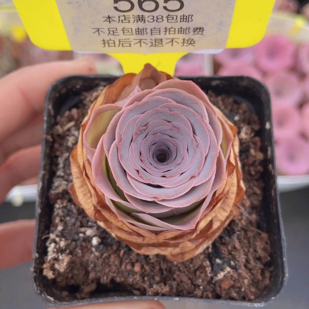 山地玫瑰565满38包邮裸根发货