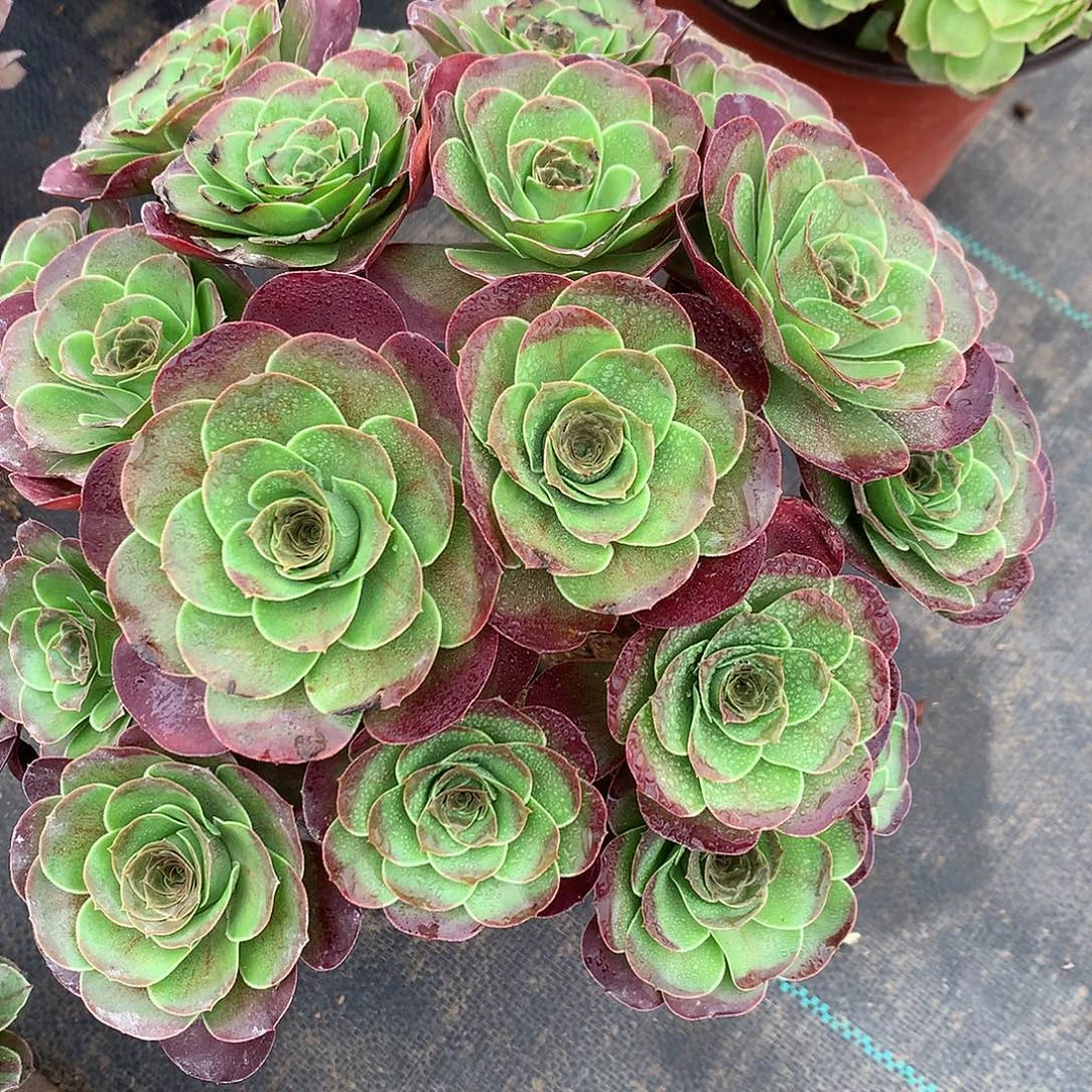 用***2完全开放魅金法师图片植物多肉
