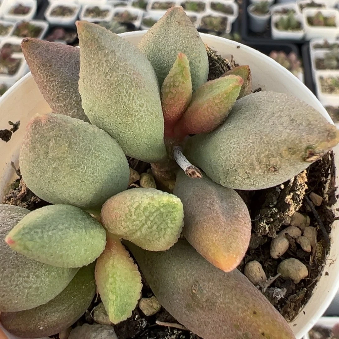 哈弗多头纯木质桩多肉植物