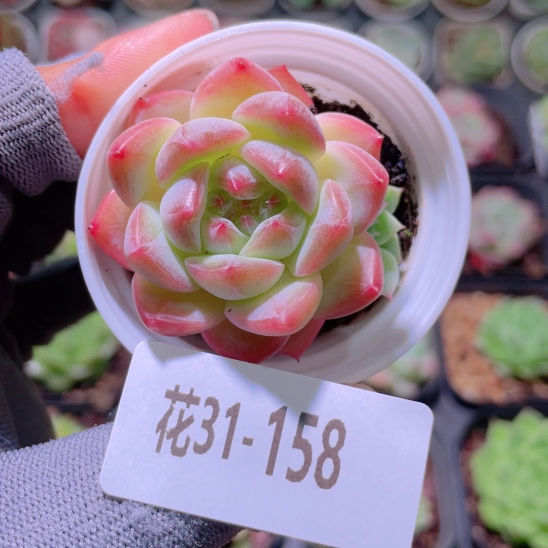 花利美31-158新品