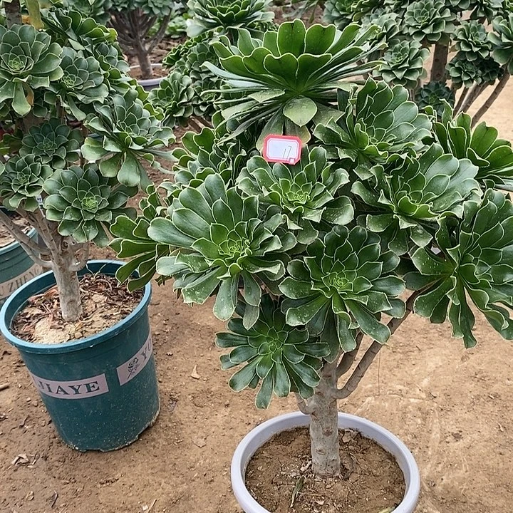 17，绿法师多肉法师多肉法师