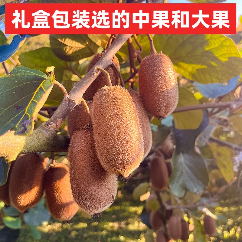 贵州特产修文贵长猕猴桃地标应季水果香甜奇异果皮薄多汁坏果包赔