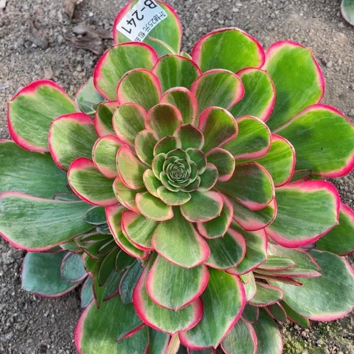 241粉花妖多肉12345678