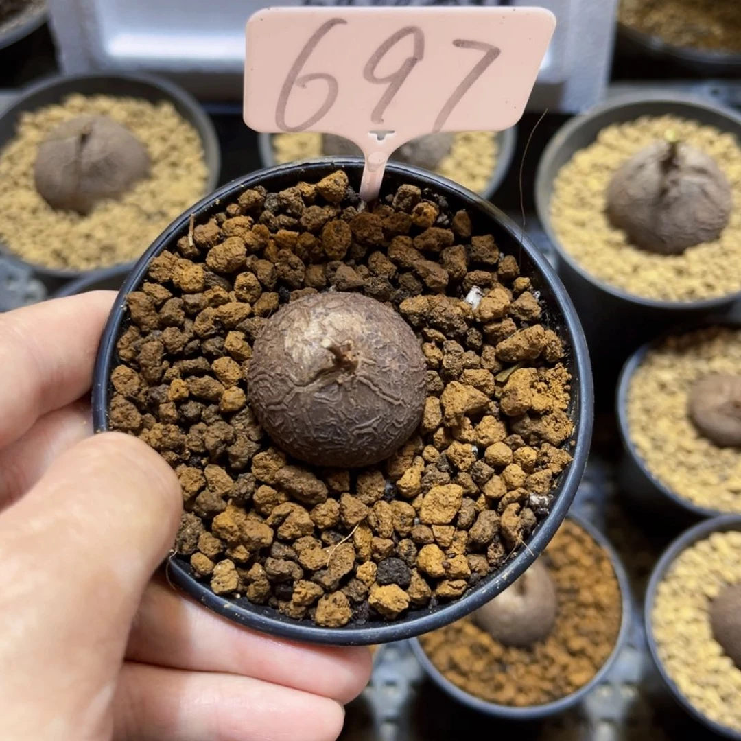 穿****基697龟甲龙685789
