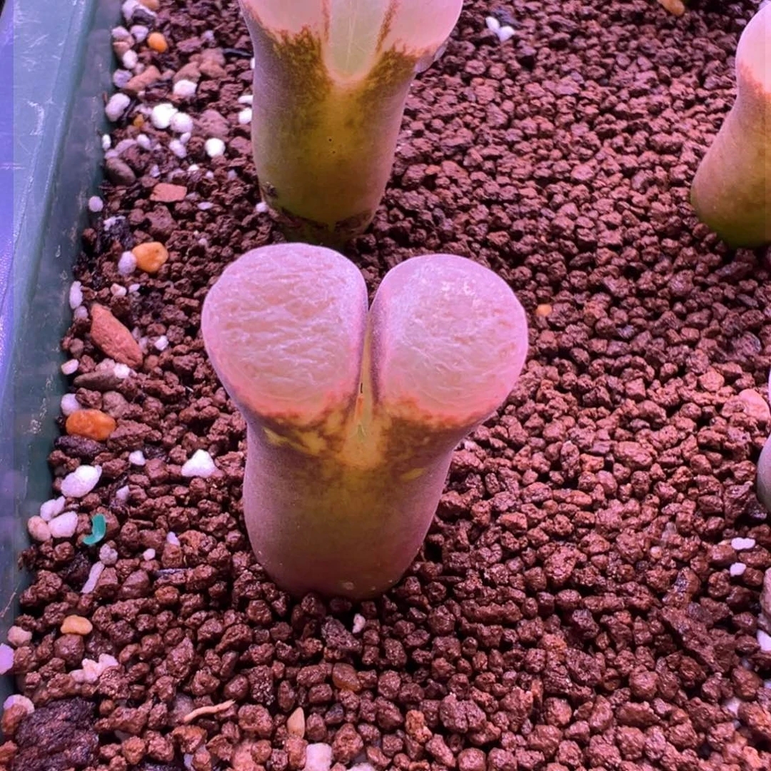 259。1089鲑鱼粉优选