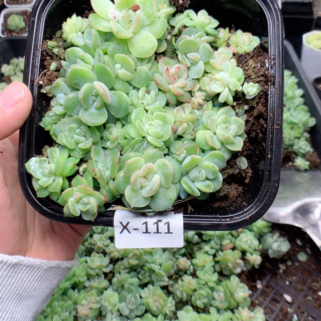 蛋***挞无花朵X111英语英语