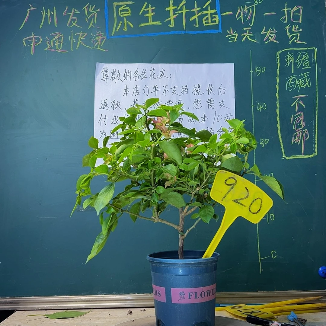 当前无花栽培后可以开花佩德罗920