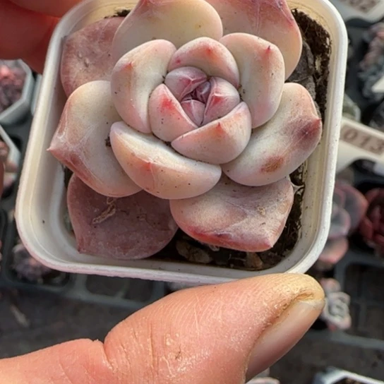 74雪恋人多肉植物多