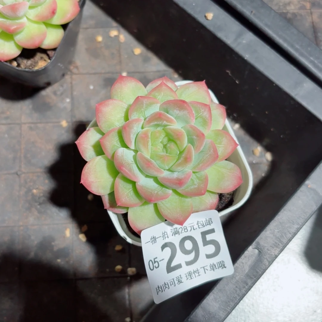 优选珍妮无盆土发货无盆土无发货