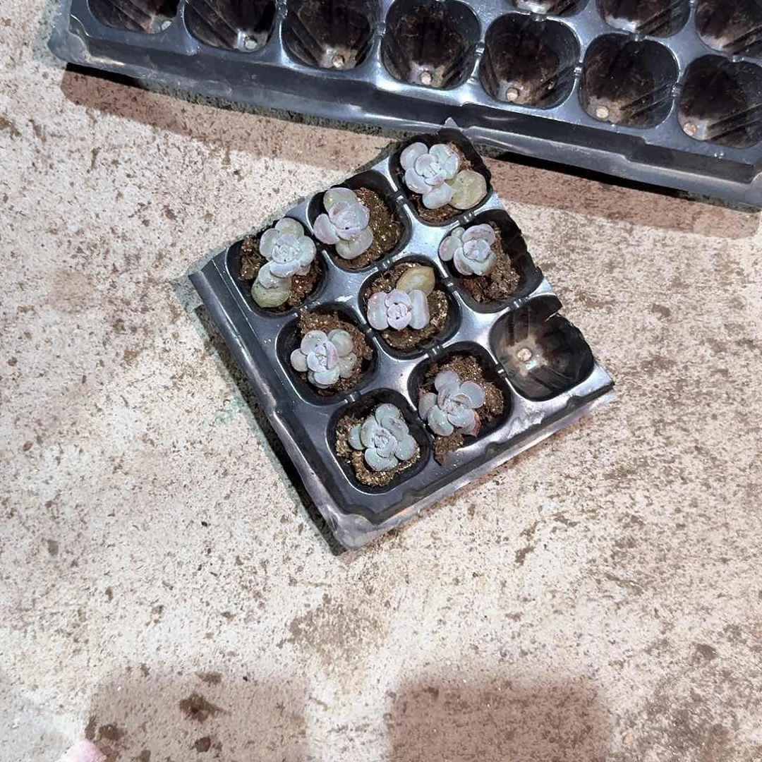 App一物一拍专拍