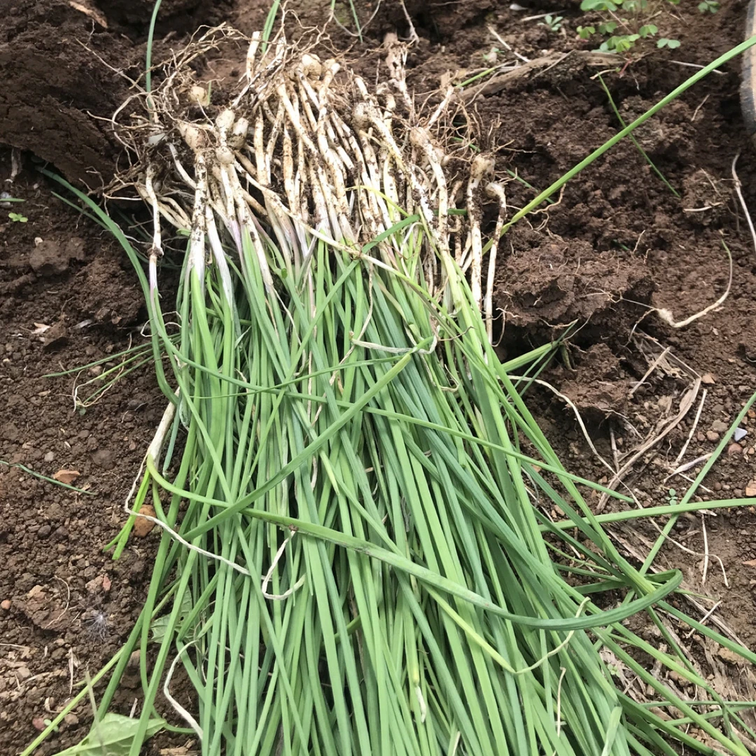 贵州苦蒜野葱现挖现发