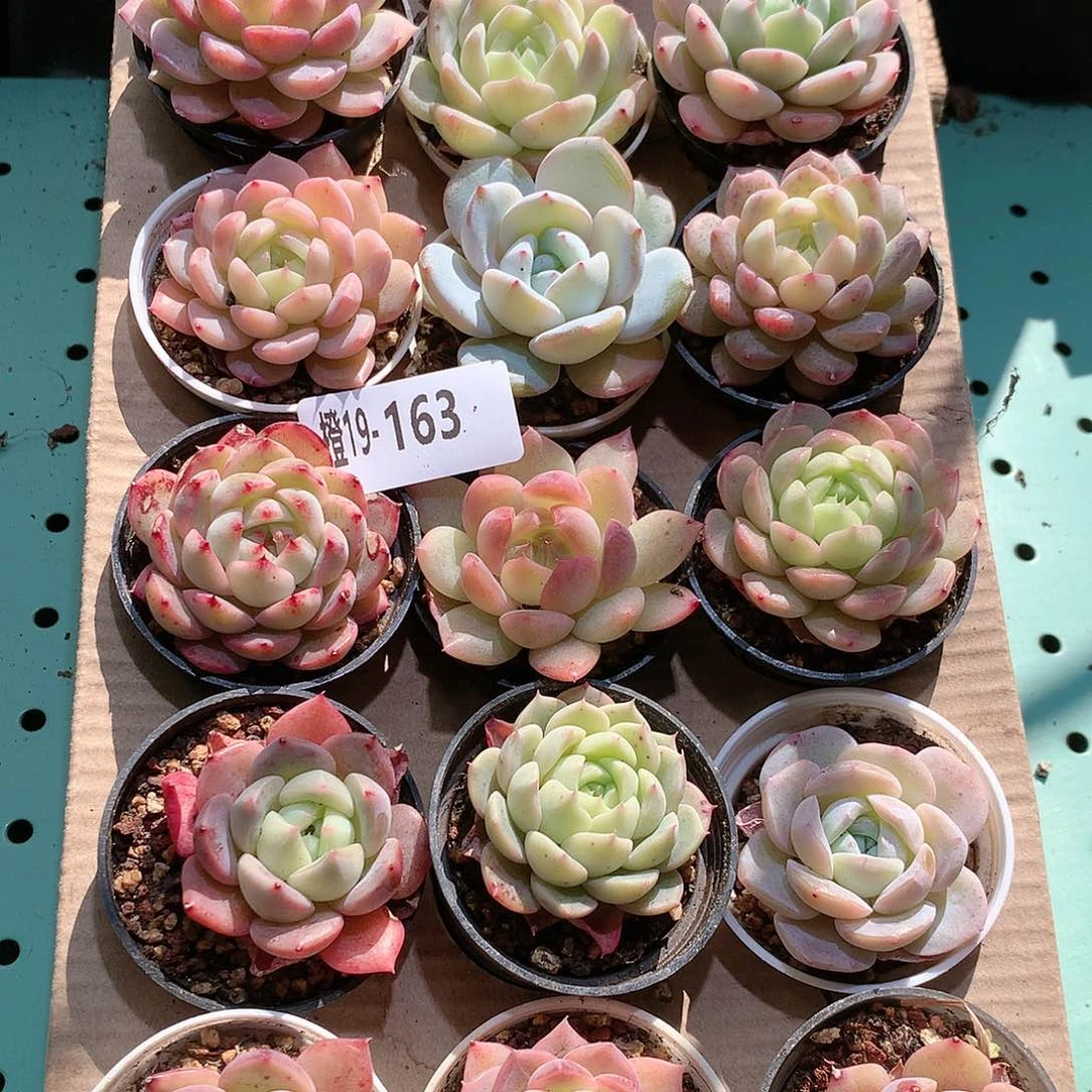 19-163一物一拍带盆18颗。