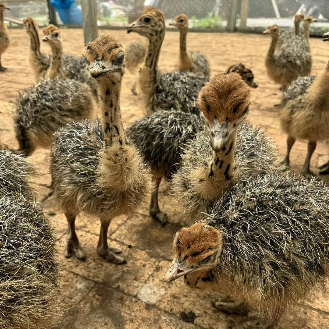 宠物文鸟灰色2只