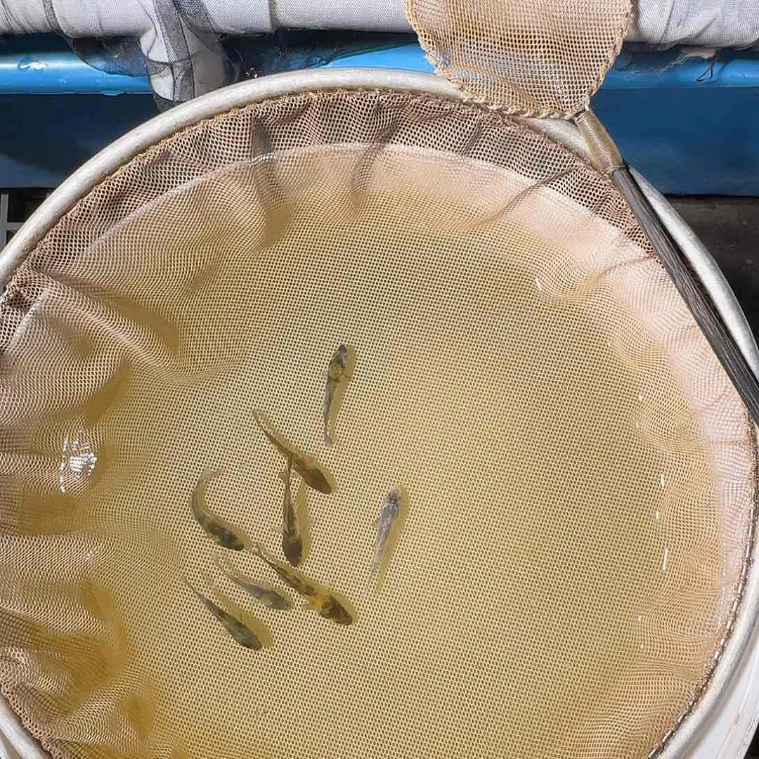 锦鲤朋*?锦鲤的故事是