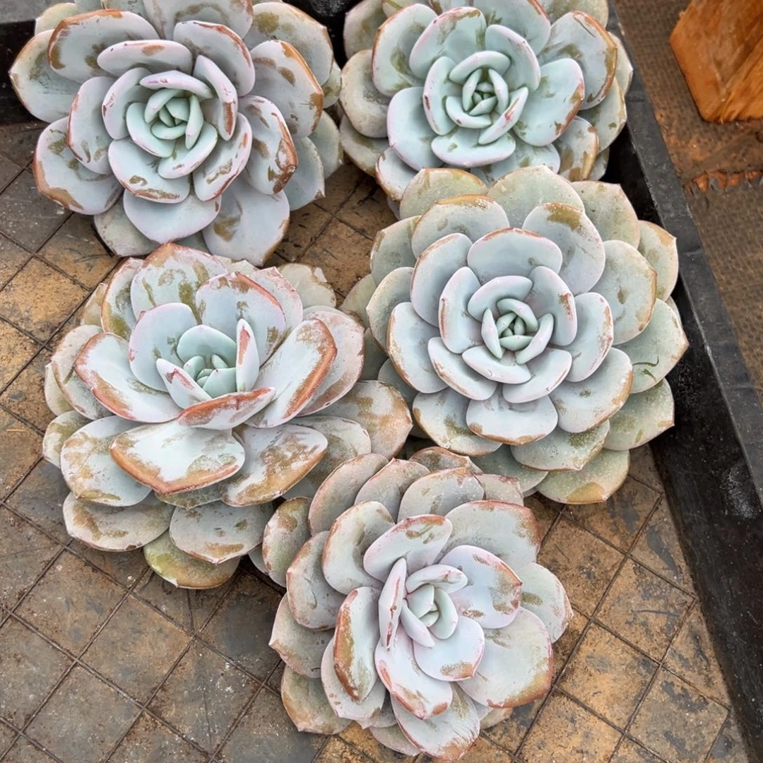 ****开我是花卉专用车厂销售经理