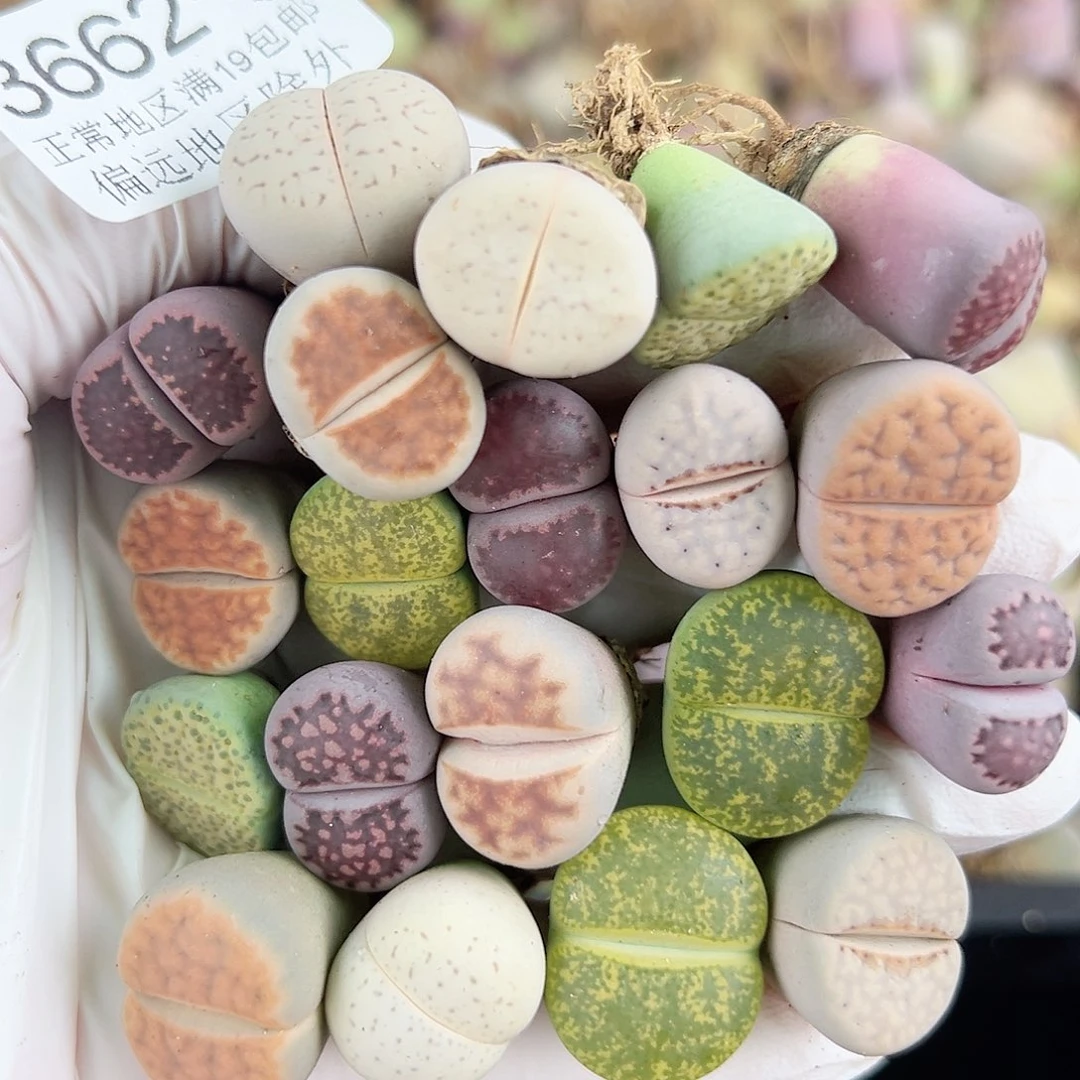 3662 好养易活生石花大母本20个