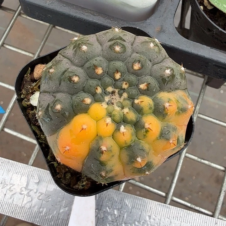 实生瑞昌玉锦5仙人球