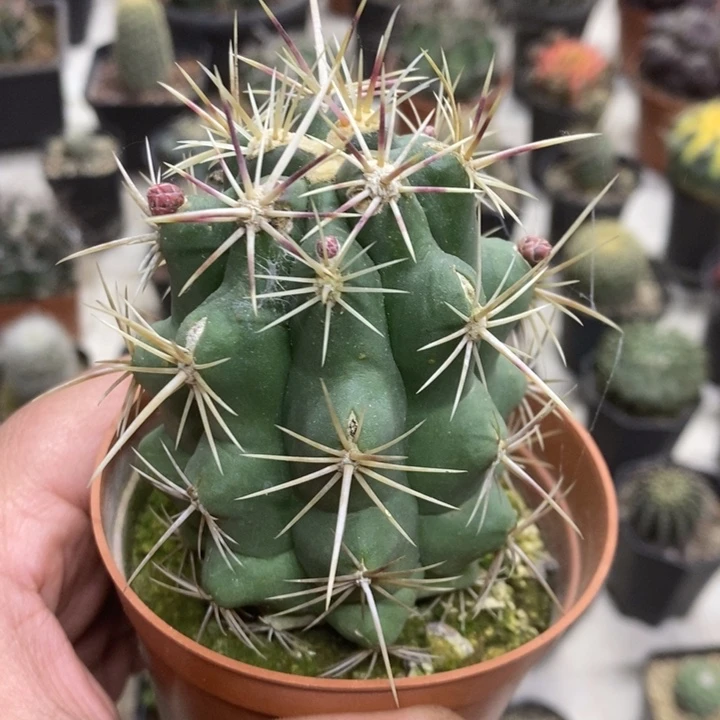 实生大号大统领特价