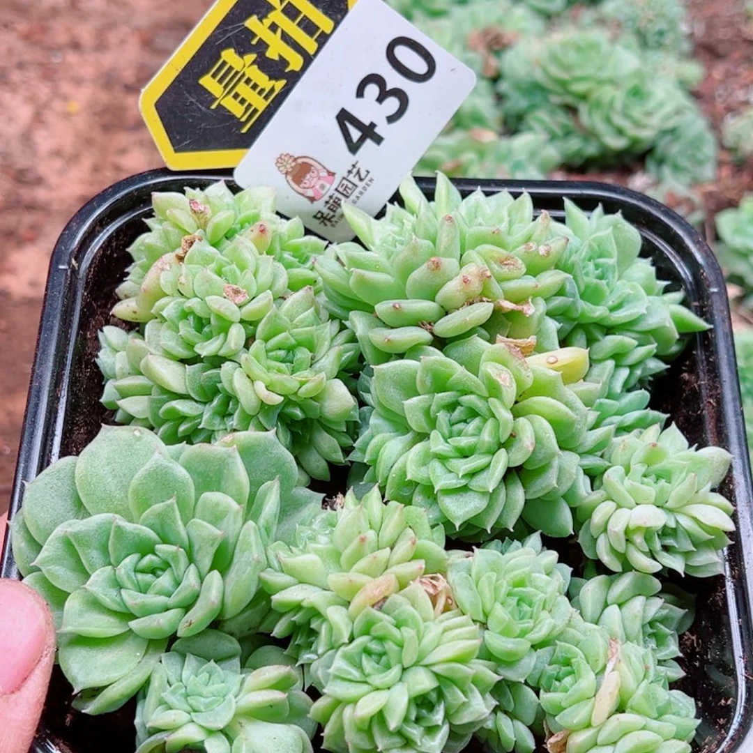 多肉植物多肉植物
