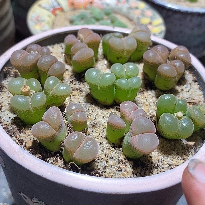 三头透窗风铃一颗