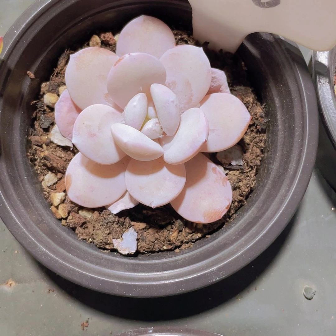 ㋛***儿丸叶粉雪莲a086一物一拍