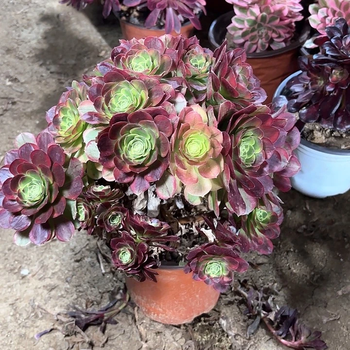 多肉植物法师奶白78