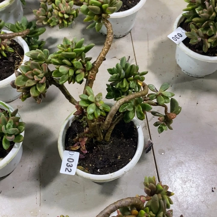 默***然032紫心多肉植物多肉