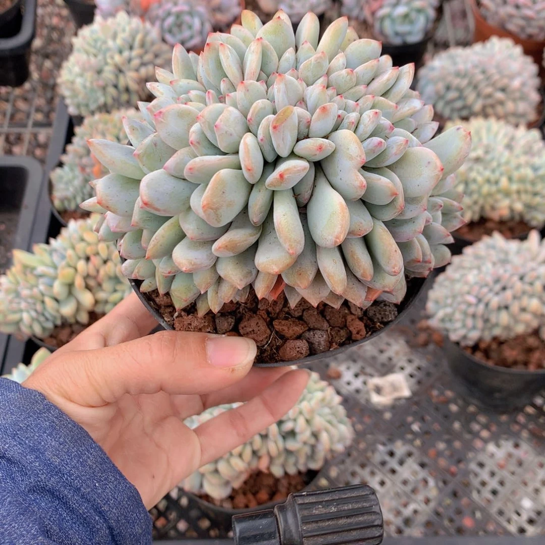 肉****?050缀有个女主角一