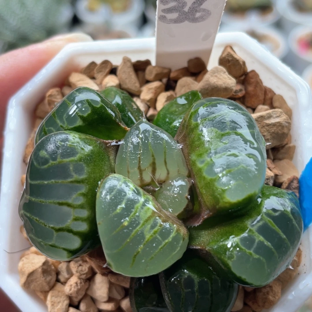 36巨大水晶葡萄克。