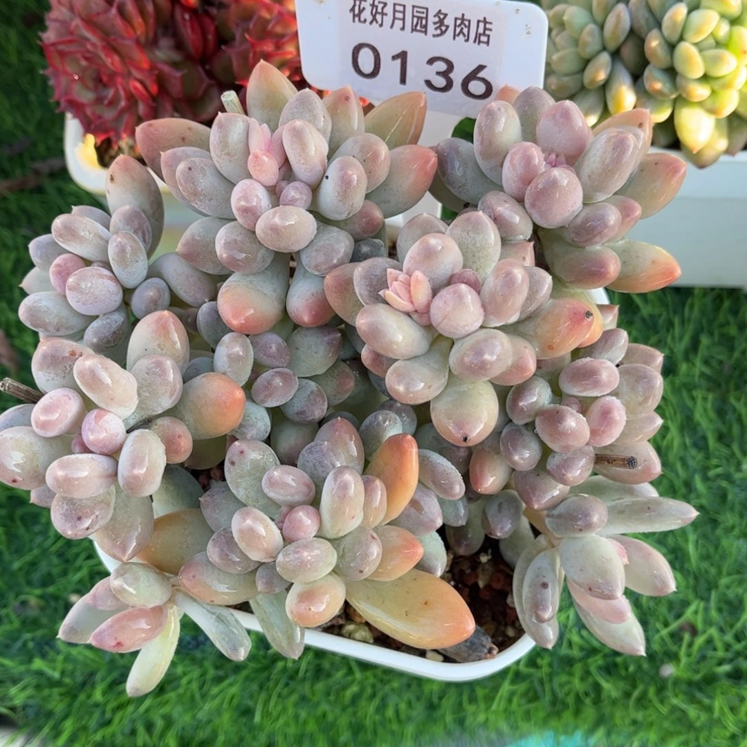 多肉植物0136 满30包邮