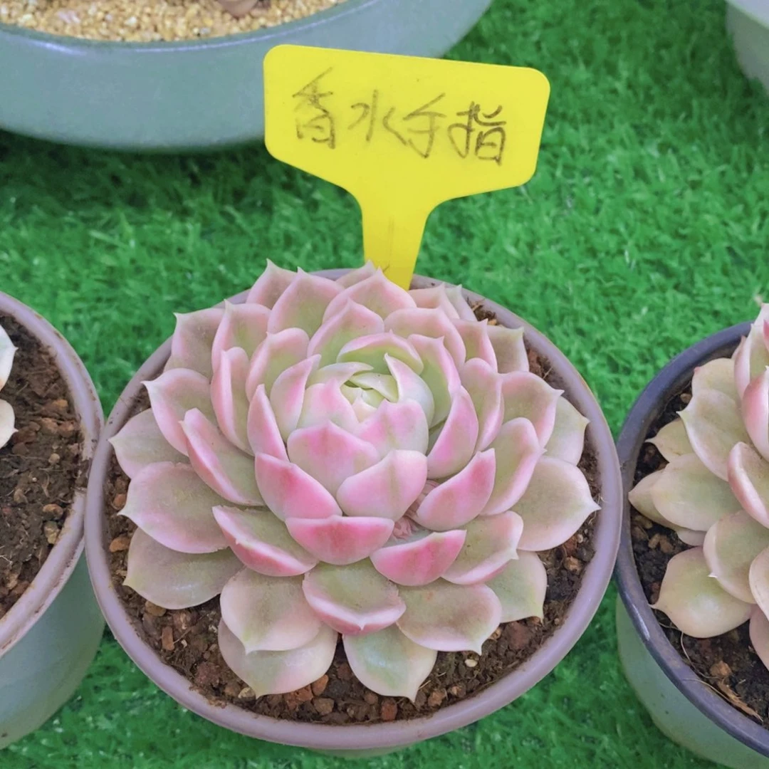溯开心多肉植物多肉