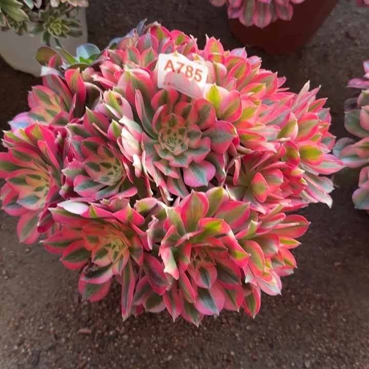 粉女巫785多肉植物冠服29