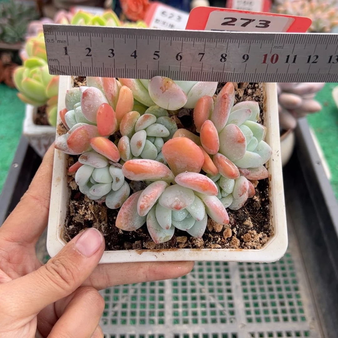 表妹精品多肉植物273.