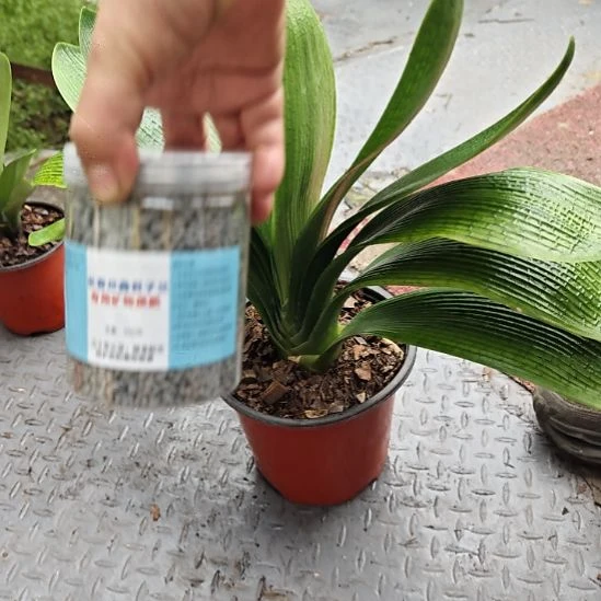 嘟***嘟无花朵4矿       35