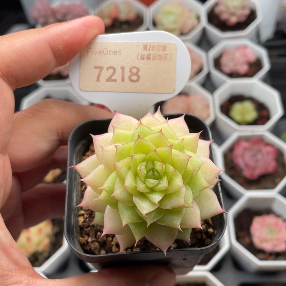 翡翠7218-5.5厘米